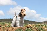 FOX TERRIER 130